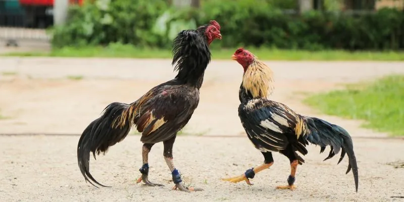 Chăm gà sở hữu vảy vấn cán tốt nhất