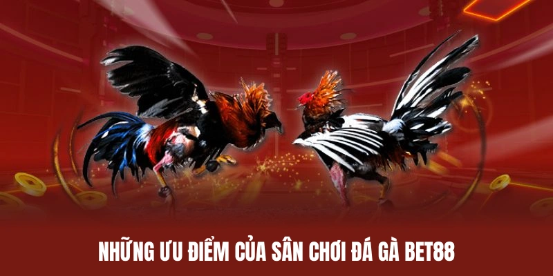 Sân chơi đá gà BET88 sở hữu nhiều ưu điểm vượt trội